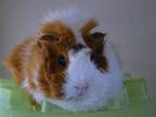 Adopt ALBERTO a Guinea Pig