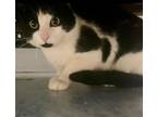 Adopt Rascal a Domestic Short Hair