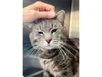 Adopt Russell (FCID# 03/21/2024 - 42) a Tabby