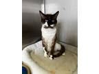 Adopt LaFitte a Siamese