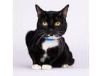 Adopt Pinocchio a Domestic Short Hair