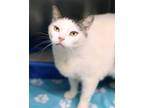 Adopt Shilo a Domestic Short Hair