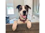 Adopt Goliath a Mastiff, Boxer