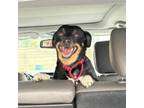 Adopt Shaggy a Dachshund