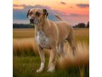 Adopt Jacks a Black Mouth Cur, Mixed Breed