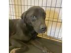 Adopt Marquee a Black Labrador Retriever