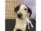 Adopt Cottontail a English Pointer, Dalmatian