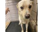 Adopt Charlee a Labrador Retriever, Carolina Dog