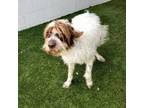 Adopt OLAF a Pointer