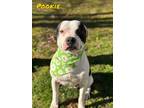 Adopt Pookie a American Staffordshire Terrier, Mixed Breed