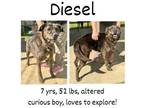 Adopt Diesel a Labrador Retriever, Pit Bull Terrier