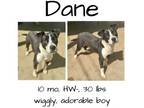 Adopt Dane a Mixed Breed