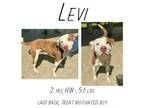 Adopt Levi a Pit Bull Terrier