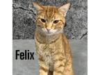 Adopt Felix a Domestic Short Hair