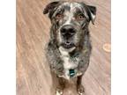 Adopt Blue a Catahoula Leopard Dog