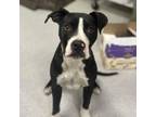Adopt ABEL a Pit Bull Terrier, Mixed Breed