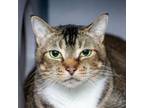 Adopt Tobbers a Domestic Short Hair