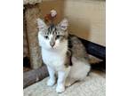 Adopt Cyrus a Domestic Medium Hair, Domestic Short Hair