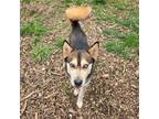 Adopt Tatonka a Siberian Husky, Mixed Breed