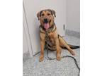 Adopt Rosco a Mixed Breed