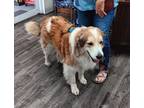 Adopt Sam a Great Pyrenees, Australian Shepherd