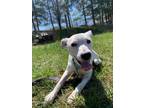 Adopt Snoopy a Mixed Breed