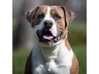 Adopt Bruno a Boxer, Pit Bull Terrier