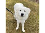 Adopt Bumble - Courtesy Posting in MA a Great Pyrenees