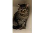 Adopt Fender a Domestic Short Hair