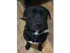 Adopt Tommy a Labrador Retriever, Pit Bull Terrier