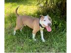 Adopt Fury a Pit Bull Terrier, Mixed Breed