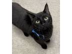 Adopt Louie a Domestic Short Hair