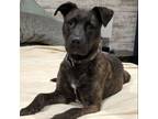 Adopt Pancake a Terrier, Labrador Retriever