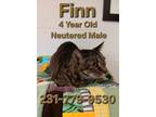 Adopt FINN a Domestic Short Hair