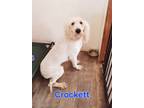 Adopt Crockett a Standard Poodle, Belgian Shepherd / Sheepdog