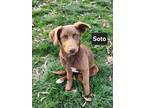 Adopt Soto a German Shepherd Dog, Black Labrador Retriever