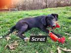 Adopt Scrat a Black Labrador Retriever, German Shepherd Dog