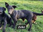 Adopt Zeke a Black Labrador Retriever, German Shepherd Dog