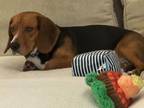 Adopt Beags a Beagle
