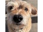 Adopt Blondie a Australian Cattle Dog / Blue Heeler, Poodle