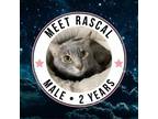 Adopt Rascal a Domestic Short Hair