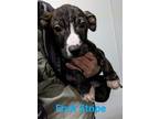 Adopt Fruit Stripe a Basset Hound, Pit Bull Terrier