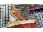 Adopt Merlin a Domestic Short Hair