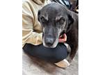 Adopt Sweenie a Labrador Retriever, Chocolate Labrador Retriever