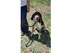 Adopt Diesel a Bluetick Coonhound