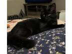 Adopt LoveBug23 a Domestic Medium Hair