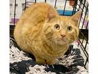 Adopt Tangelo a Tabby, Domestic Short Hair