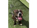 Adopt RIGGS a Pit Bull Terrier