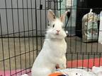 Adopt Benito a Bunny Rabbit