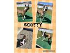 Adopt Scotty a Husky
